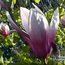 MAGNOLIA 'Royal Crown'